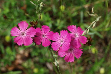 31.05.2018 DE, RLP, Glees, Dachsbusch  Kartäusernelke , Karthäusernelke Dianthus carthusianorum 