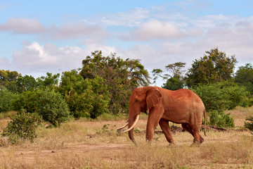 Fototapeta na wymiar An herd of elephants is savage and pounding in safari in kenya, Africa. Trees and grass.