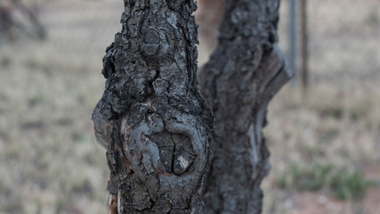 Chipped and Flaked Off Tree Bark on a Dead Tree Stump Texture
