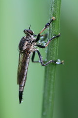 Robberfly, macro photography