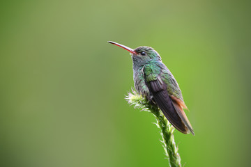 Obraz premium Rufous-tailed hummingbird sitting on flower stem