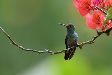 Rufous-tailed hummingbird sitting on branch