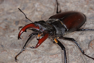 31.05.2018 DE, NRW, Solingen, Ittertal Hirschk„fer , M„nnchen Lucanus cervus