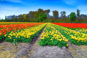 Admirable spring landscape with colorful tulip fields in Netherlands, Europe