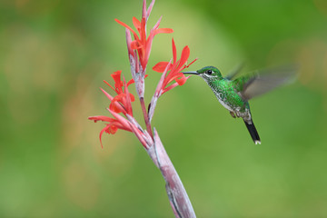 Green-crowned brilliant drinking nectar from flower
