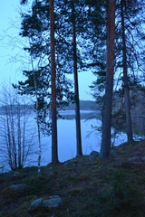 morning in the forest