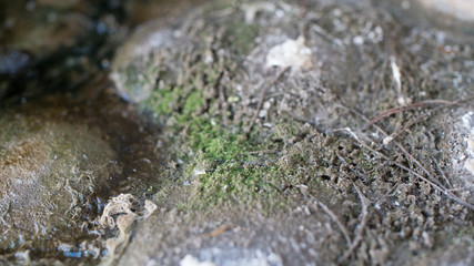 Moss and Algae Growing on Stone With Standing Water Texture