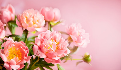 Fresh pink peony flowers for holiday