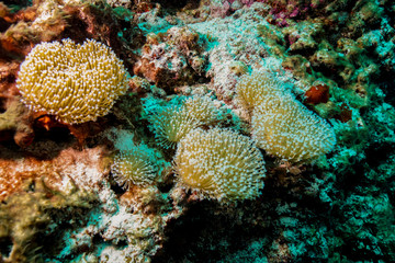 Coral reef at the Maldives