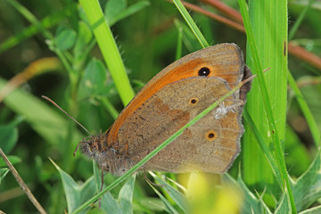 Fototapeta premium 04.06.2018 DE, NRW, Thuir, Biesberg Groáes Ochsenauge Maniola jurtina (LINNAEUS, 1758)