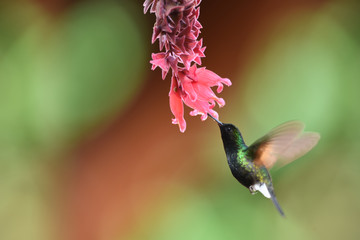 Black-bellied hummingbird drinking nectar from flower