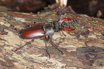 02.06.2018 DE, NRW, Solingen, Ittertal Hirschk„fer , M„nnchen Lucanus cervus
