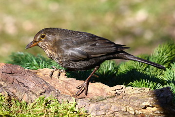 Obraz premium amsel henne