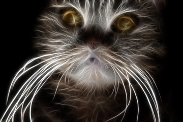 Fractal image of a striped domestic cat with a white mustache and yellow eyes on a contrasting black background