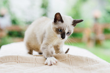 kitten catching toy by paw, claws released, close up portrait