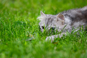 grey fluffy silly face cat hunting in grass chasing toy