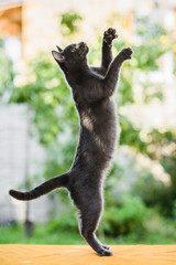 russian blue cat flying high in jump, hunting chasing birds