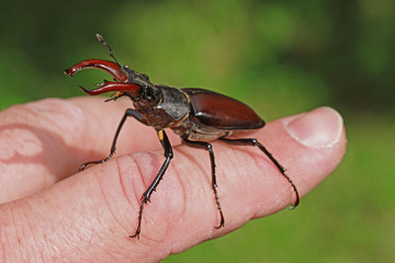 02.06.2018 DE, NRW, Solingen, Ittertal Hirschk„fer , M„nnchen Lucanus cervus