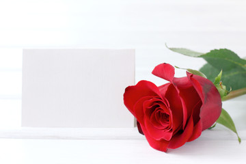 red rose on the background of a blank card with a place for the inscription front view . tender wishes