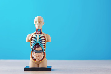 Anatomical model of human body with internal organs on a blue background. Anatomy body mannequin