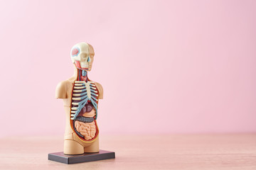 Anatomical model of human body with internal organs on a pink background. Anatomy body mannequin