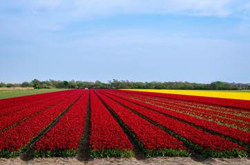 agriculture field of red tulips and blue sky in Holland