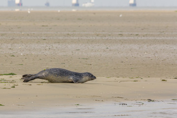 Fototapeta premium A seal on it's way to water in nature reserve the Oosterschelde in the Netherlands