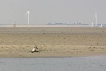 A seal enjoying the sun on a sandbank with windmills in the background in nature reserve the Oosterschelde in the Netherlands
