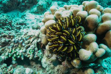 Coral reef at the Maldives