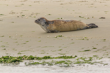 A young seal who has lost most of it's brown fur is lying on a sandbank near the water