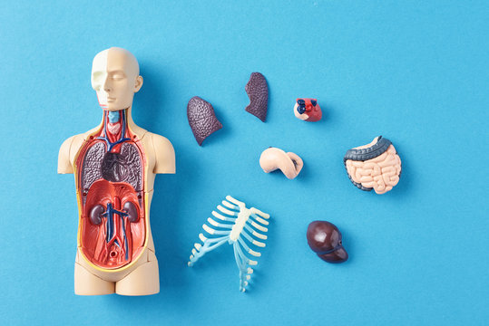 Human anatomy mannequin with internal organs on a blue background
