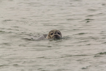 Fototapeta premium A seal swimming with head above the water and looking into the camera in the Oosterschelde in the Netherlands. The seal has sand in its fur