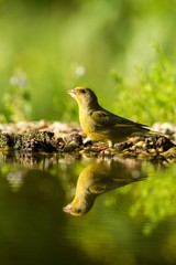Green finch sitting on lichen shore of water pond in forest with beautiful bokeh and flowers in background, Hungary, bird reflected in water, songbird in nature lake habitat,mirror reflection,wildlife