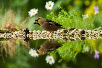 Fototapeta premium Hawfinch sitting on lichen shore of water pond in forest with beautiful bokeh and flowers in background, Germany, bird reflected in water, songbird in nature lake habitat,mirror reflection,wildlife