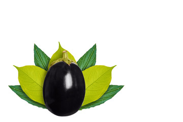 purple fresh organic eggplant on the background of green leaves. Isolated on white. concept of natural origin