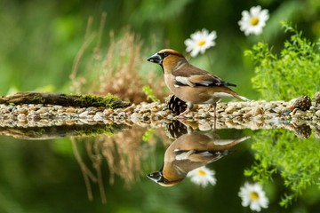 Hawfinch sitting on lichen shore of water pond in forest with beautiful bokeh and flowers in background, Germany, bird reflected in water, songbird in nature lake habitat,mirror reflection,wildlife