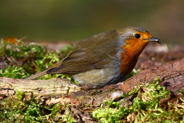 rotkehlchen