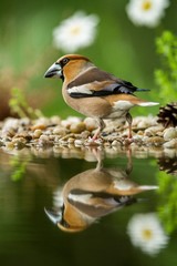 Hawfinch sitting on lichen shore of water pond in forest with beautiful bokeh and flowers in background, Germany, bird reflected in water, songbird in nature lake habitat,mirror reflection,wildlife