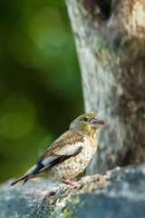 Hawfinch sitting on wood trunk in forest with bokeh background and saturated colors, Hungary, songbird in nature forest lake habitat, cute small colorful bird in its environment in wildlife