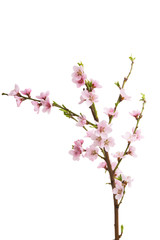 sakura flowers isolated