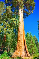 Fototapeta premium Forest of ancient sequoias in Yosemeti National Park.