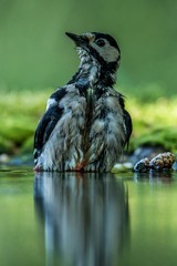 Woodpecker having bath in forest pond with clear bokeh background and saturated colors, Germany, bird in water,mirror reflection, wildlife scene,Europe,bird close-up portrait,water drops