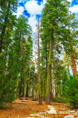 Forest of ancient sequoias in Yosemeti National Park.