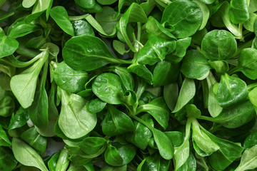 Fototapeta na wymiar Closeup of common cornsalad ( Valerianella locusta ) wet from water, healthy green leaves food background.