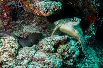 Fototapeta na wymiar Sea Turtle at the Maldives