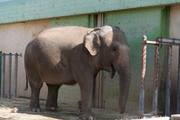 アジアゾウ 動物園 哺乳類