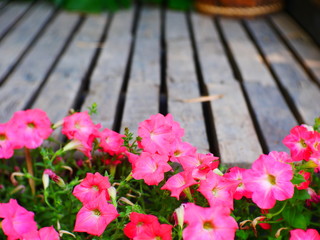 pink flowers in the garden