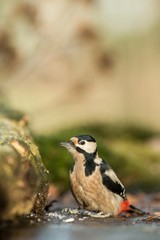 Woodpecker sitting on lichen shore of pond water in forest with clear bokeh background and saturated colors, Germany,black and white bird in nature forest habitat, wildlife scene,Europe