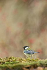 Great tit sitting on lichen shore of pond water in forest with bokeh background and saturated colors, Hungary, songbird in nature forest lake habitat, cute small bird in its environment in wildlife
