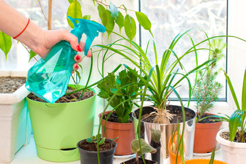 Hand sprays from a spray gun sprays plants in the house